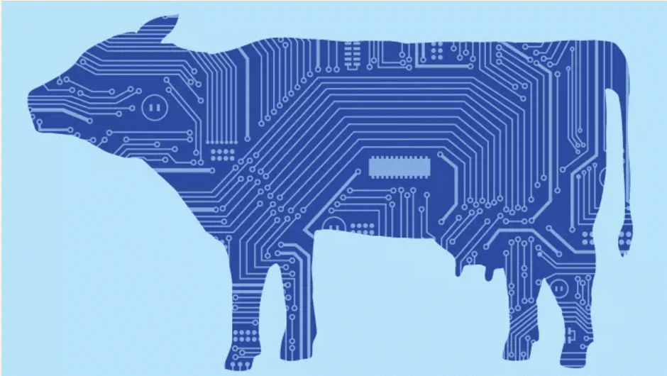 The Internet Of Things / Cows